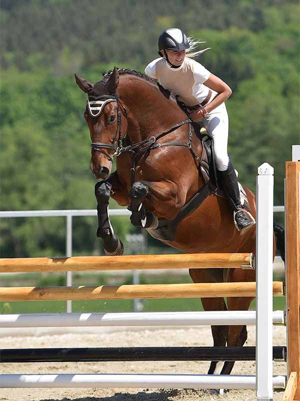 Reitsport Reitsport